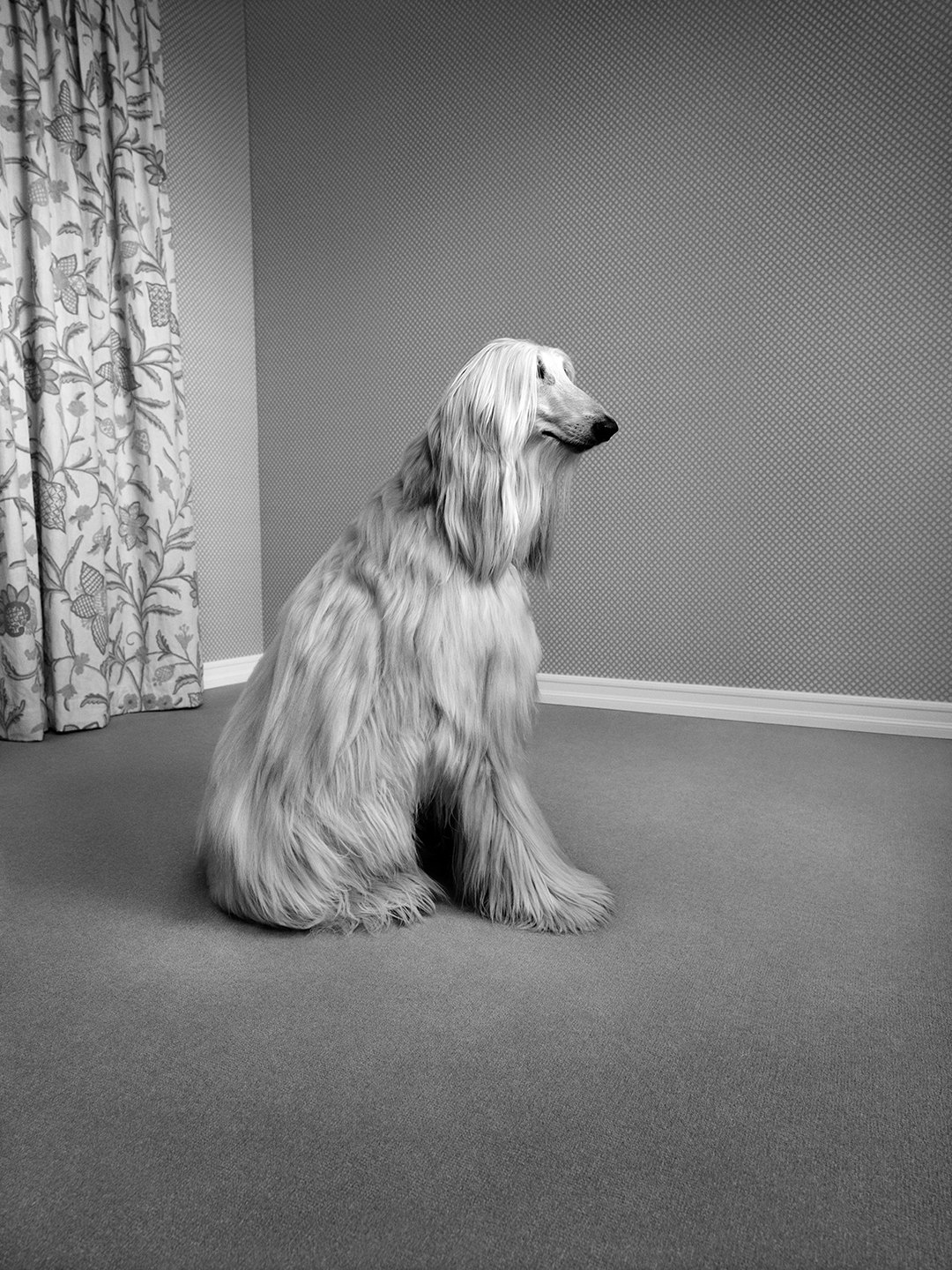 Dog_BW